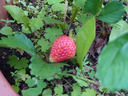 我が家で栽培しているイチゴ