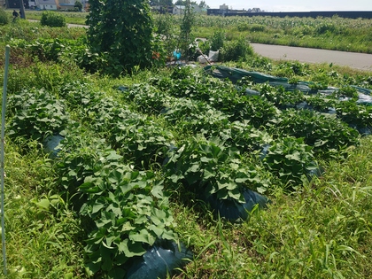 【暮らしを整える】草むしりの２つのコツ