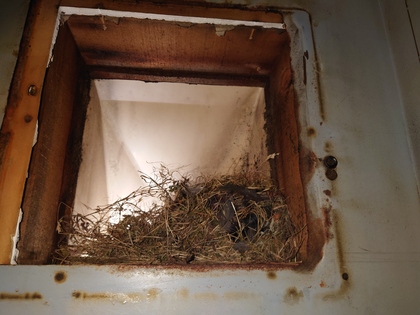 【便利屋事例】意外なところに作られた鳥の巣撤去