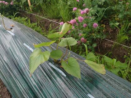 まさに芋づる式に気づいた話