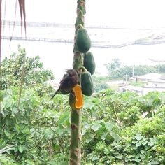 鳥さんの食事風景です